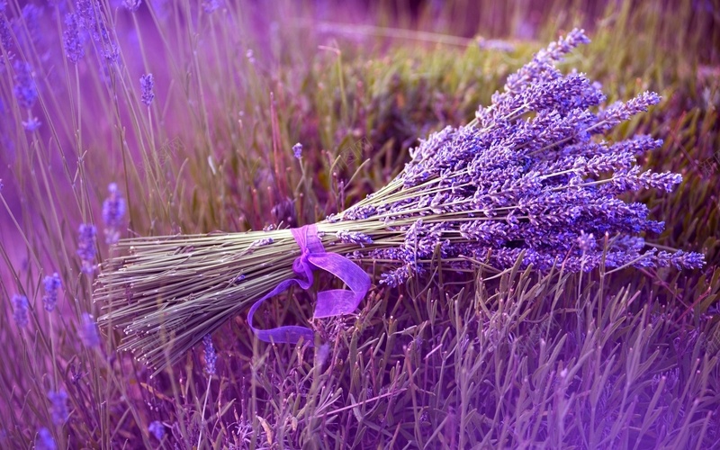 紫色背景1jpg设计背景_新图网 https://ixintu.com 大图 紫色 背景 花朵