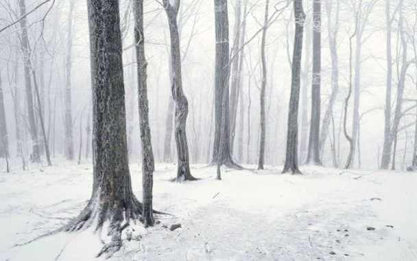 冬季雪地干枯树林海报背景背景