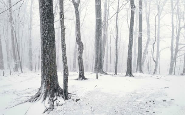 冬季雪地干枯树林海报背景jpg设计背景_新图网 https://ixintu.com 冬季 干枯 树林 海报 背景 雪地
