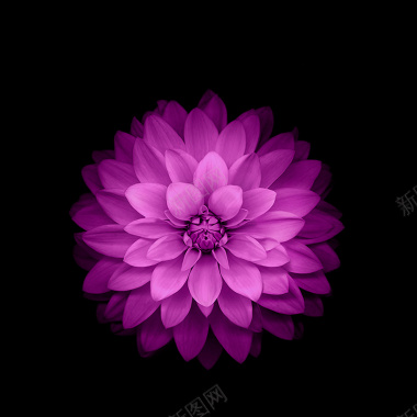 紫色花朵模板背景