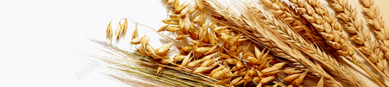 小麦蛋白有机广告psd设计背景_新图网 https://ixintu.com 大气 小清新 小麦 护发素 文艺 有机 简约 蛋白