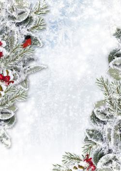 枞树圣诞节冰冻背景高清图片