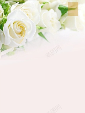 白玫瑰情人节背景背景