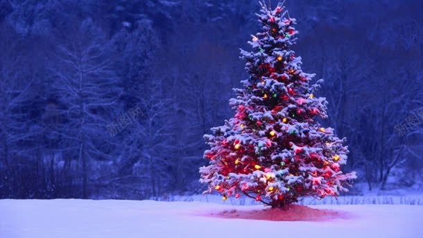 雪夜中的圣诞树海报背景背景