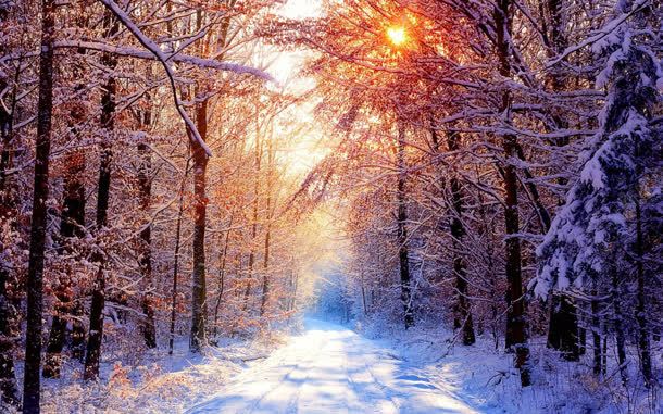 阳光照射下的雪与树jpg设计背景_新图网 https://ixintu.com 照射 阳光