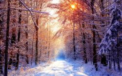 覆盖雪的树阳光照射下的雪与树高清图片