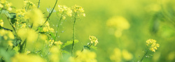 花草朦胧农业花草油菜花唯美朦胧背景banner高清图片