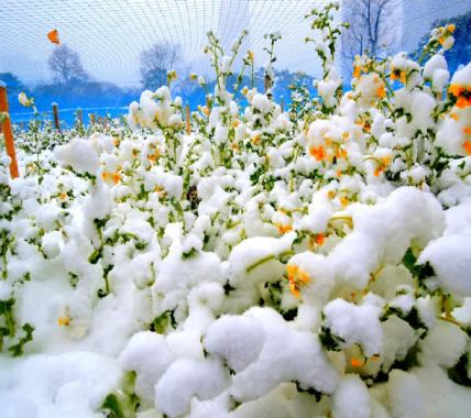 大雪下面的绿色小花草海报背景背景