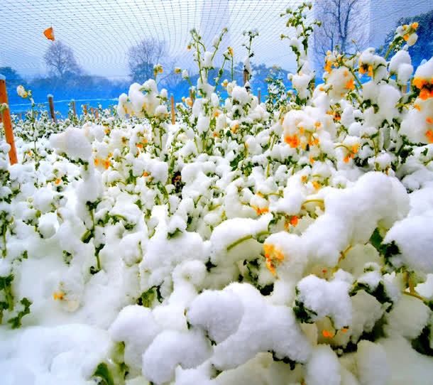 大雪下面的绿色小花草海报背景jpg设计背景_新图网 https://ixintu.com 下面 大雪 海报 绿色 背景 花草