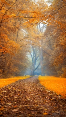 秋天森林落叶H5背景摄影图片
