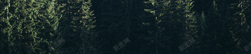 森林绿色背景摄影jpg_新图网 https://ixintu.com 摄影 森林 绿色 背景
