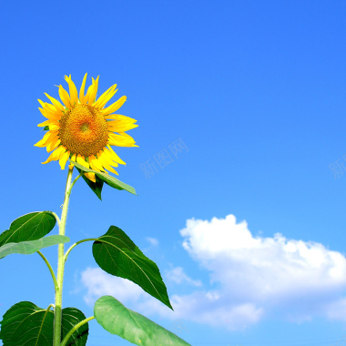 蓝天向日葵背景摄影图片