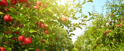 景色海报美丽的苹果树景色高清图片