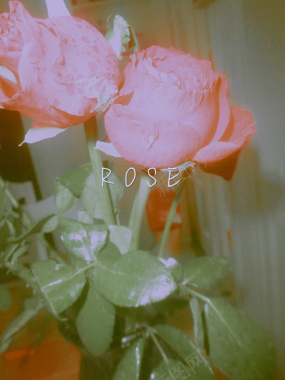 玫瑰花摄影作品2摄影图片