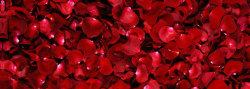三八节海报玫瑰花瓣背景高清图片