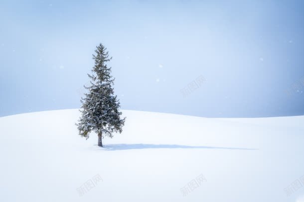 雪地里的松树海报背景背景图片免费下载 素材7xnvukvaw 新图网