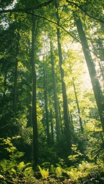 绿色森林阳光照射户外摄影H5背景摄影图片