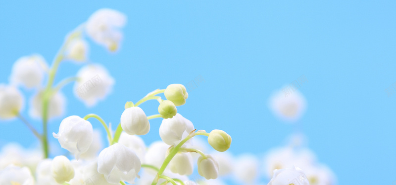 白色铃兰花簇背景背景