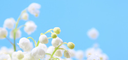 大特写白色铃兰花簇背景高清图片