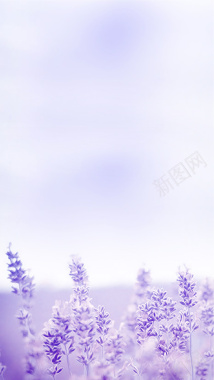 梦幻紫色花卉海报背景背景