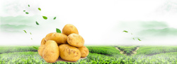 饮食素材大全有机蔬菜土豆背景高清图片