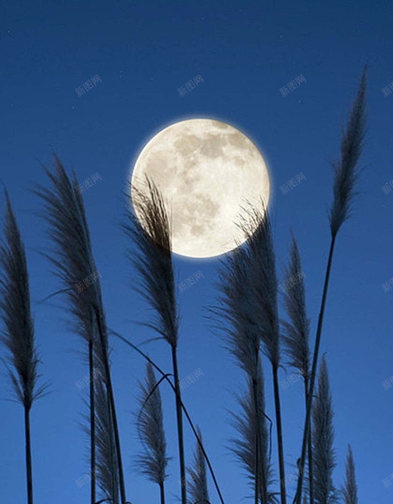 月夜下的芦苇h5背景背景图片免费下载 素材7zijeeeaj 新图网