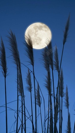 月夜下月夜下的芦苇H5背景高清图片