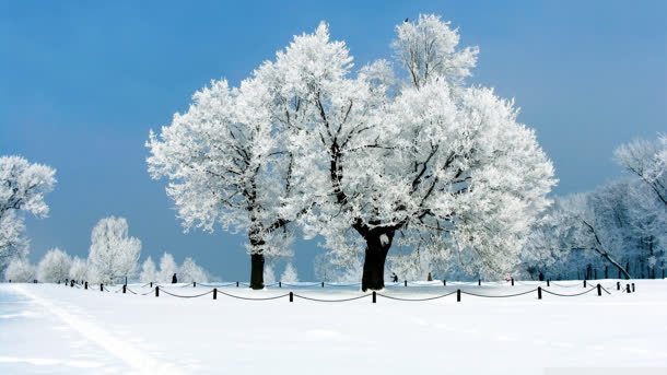 摄影唯美壁纸雪地大树摄影图片