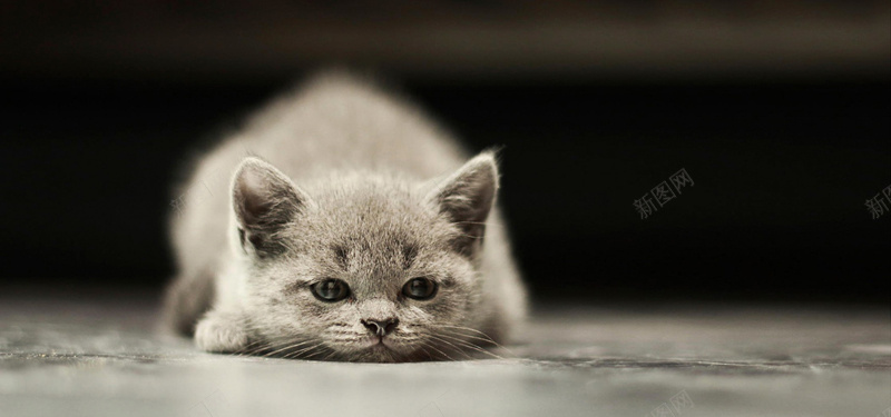 趴着的可爱猫咪背景摄影图片