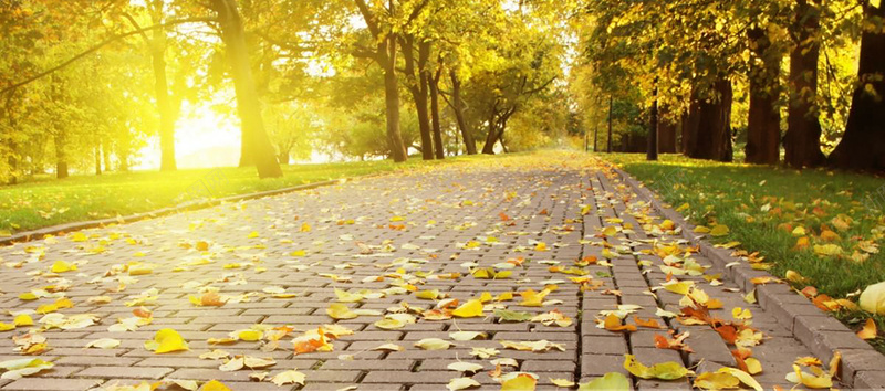 秋天围巾秋季阳光落叶背景摄影图片