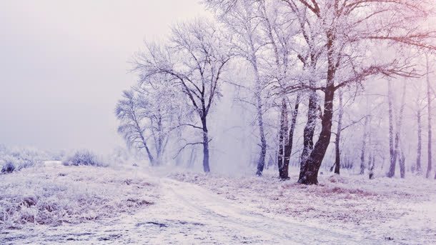 粉白色冬季树林壁纸jpg设计背景_新图网 https://ixintu.com 冬季 壁纸 树林 粉白色
