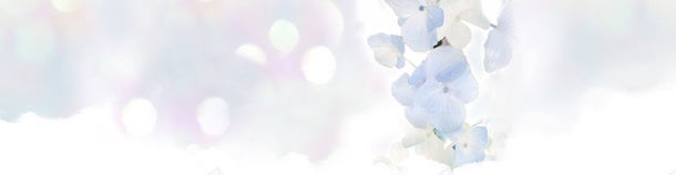 唯美的花瓣banner背景图jpg设计背景_新图网 https://ixintu.com 唯美 背景 花瓣 雪一般