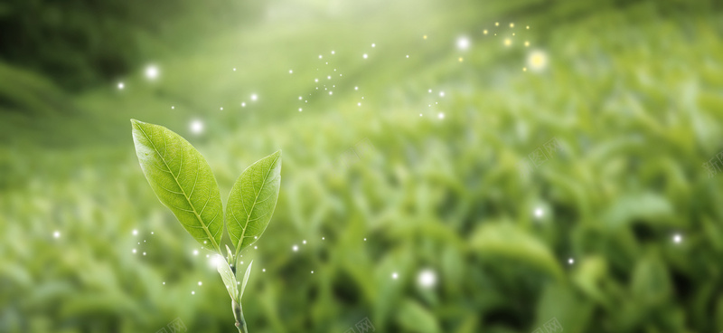 春天景色绿芽翠绿banner背景