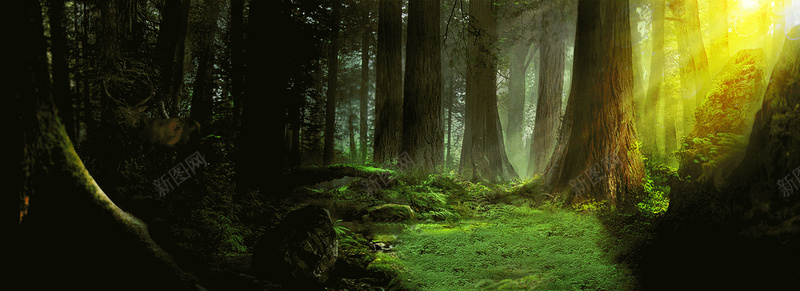 森林背景jpg设计背景_新图网 https://ixintu.com 光线 彩光 忧伤 树木 森林 绿色 草地