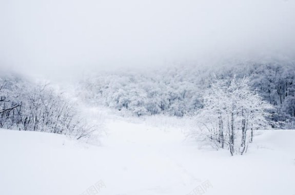 白茫茫的雪地树林背景