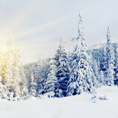 雪中树木背景背景