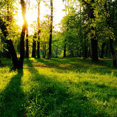 绿色清新森林背景摄影图片