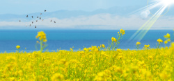 油菜花微距油菜花微距阳光大雁景色蓝色banner高清图片