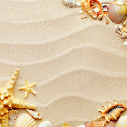 贝壳叶子海边夏季海报背景高清图片