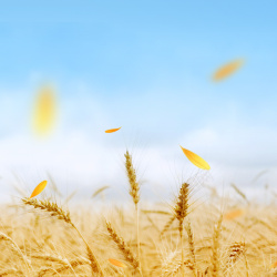 面粉促销小麦清新食品促销PSD分层主图背景高清图片