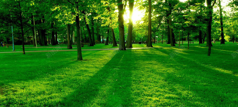 阳光绿树森林唯美工艺公园主题背景图背景