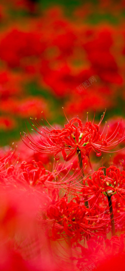 彼岸花花海彼岸花背景高清图片