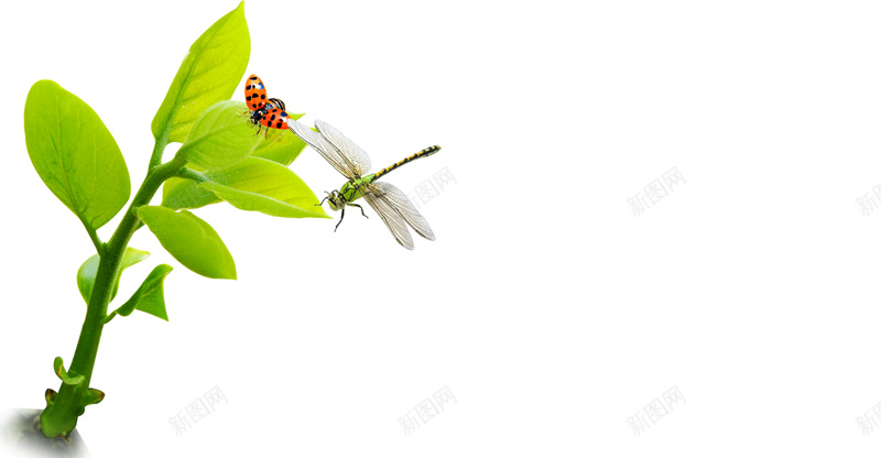 树叶瓢虫蜻蜓psd设计背景_新图网 https://ixintu.com 树叶 瓢虫 素材 蜻蜓