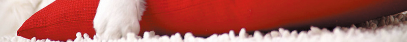 玫红色温暖系宠物物品贩卖宣传海报psd设计背景_新图网 https://ixintu.com 卡通动物 可爱 宠物筐 小狗 温暖 熟睡 玫红色 红色沙发 色彩渐变 花纹
