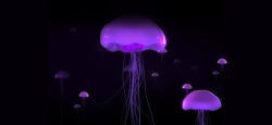 珊蝴紫色梦幻水母背景高清图片
