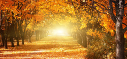 秋天树林道路风景图片秋季背景高清图片