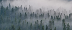 迷雾海报迷雾森林背景图高清图片