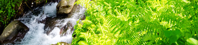 原始森林绿色植物风景平面广告矢量图eps_新图网 https://ixintu.com 原始森林 小溪 平面广告 摄影 新品 石头 绿色植物 阳光 风景 矢量图