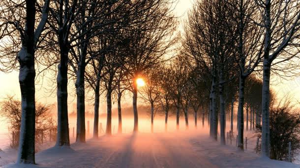 冬季夕阳迷雾森林小路海报背景背景