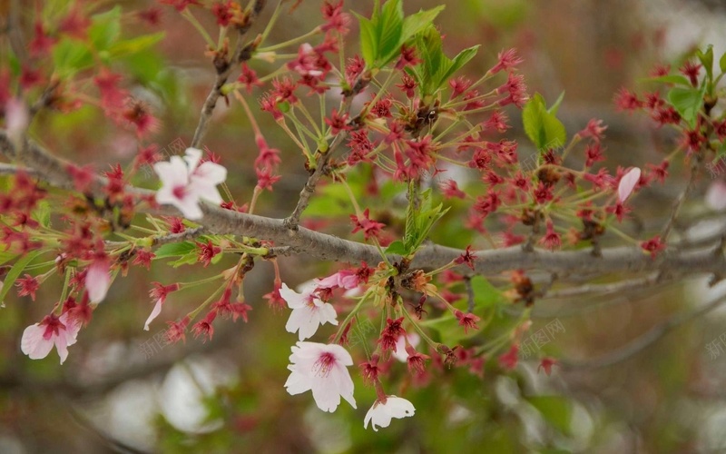 静静的花背景jpg设计背景_新图网 https://ixintu.com 利落 干净 漂亮 美丽